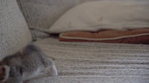 Naughty cat kitten playing on sofa  Stock Footage 118300610
