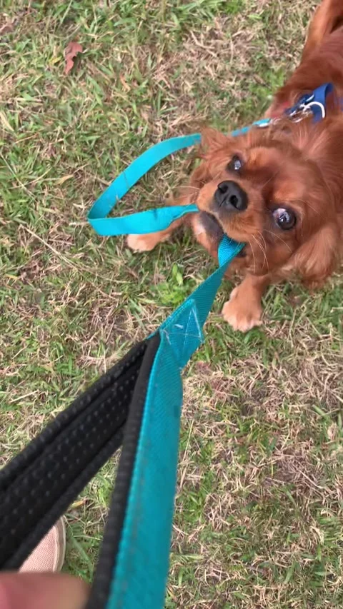 Naughty Cavalier puppy attacking and playing with dog leash Stock Footage 237132530