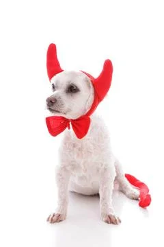Naughty Devil Dog Naughty devil dog in costume horns and tail. White backg... Stock Photos