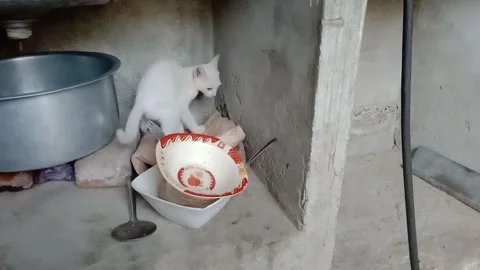 Naughty Kitten Playing with Kitchen Utensils Stock Footage 347109366