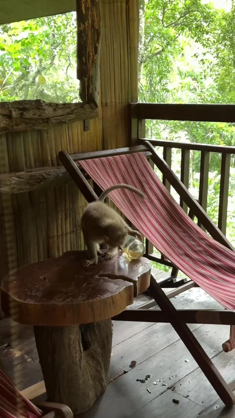 A naughty monkey trying to put hand and drink water from a glass kept in th.. Stock Footage 338166489