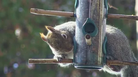 Naughty Squirrel on Bird Feeder #2 Stock Footage