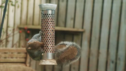 Naughty squirrel feasting on peanuts on a bird feeder Stock Footage 104817980