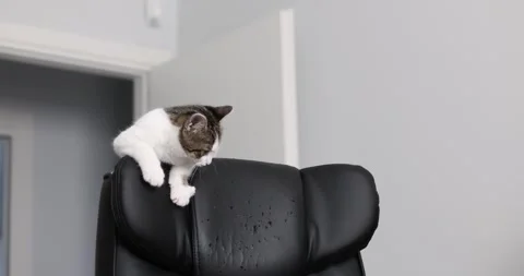 Naughty tabby kitten biting and scratching a leather armchair at home Stock Footage 325510969