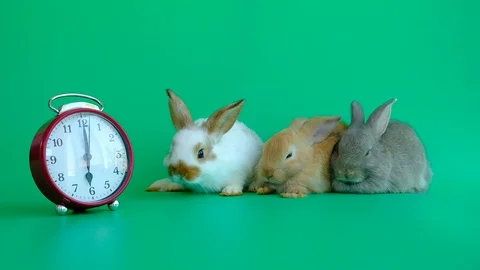 Naughty white rabbit and two lazy rabbits with clock on green screen background Stock Footage 107476616
