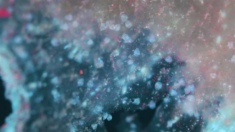 Nauplius crustacean larvae under a microscope, class Copepoda. Stock Footage 321127712