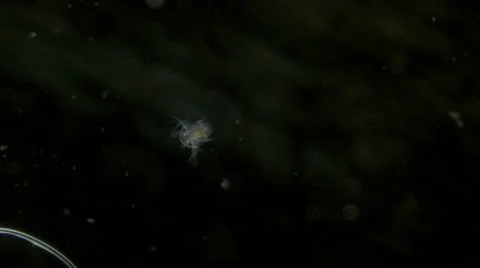 Nauplius in dark field microscope view Stock Footage 68663359