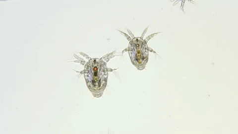 Nauplius larva Cyclopidae under a microscope Stock Footage 106641370