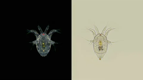 Nauplius larva Cyclopidae under a microscope Stock Footage 132278612