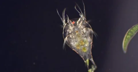 Nauplius stage VI. Cyclops embryonic development. Stock Footage 131481046