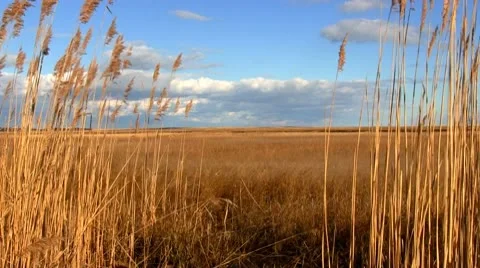 Nauset Marsh; 2 Stock Footage