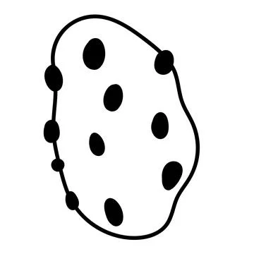 Nautical contour drawing of a shell, ideal for stationery or minimalist sty.. Stock Illustration