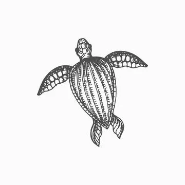 Nautical tortoise Loggerhead isolated sea turtle Stock Illustration