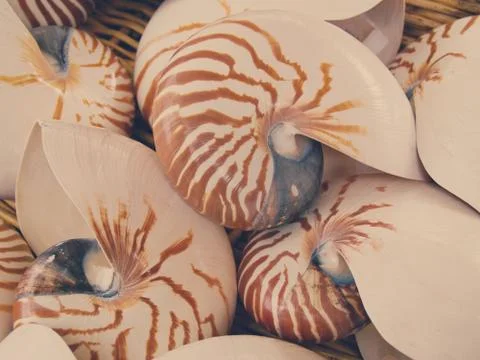 Nautilius shells close up 스톡 사진