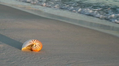 Nautilus And Waves Stock Footage 662114