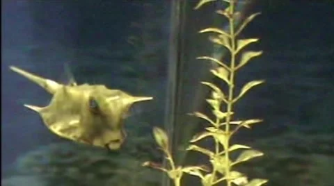 Nautilus Video stock 1914605