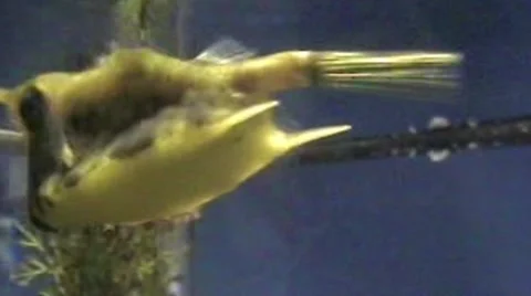 Nautilus Video stock 1914846