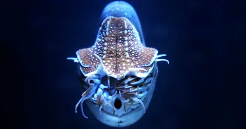Nautilus mollusk looking straight at the camera lit from above in dark sea Vídeo Stock 65403398