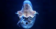 Nautilus Mollusk Looking Straight At The Camera Lit From Above In Dark Sea Stock Footage
