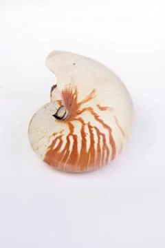 Nautilus Stock Photos