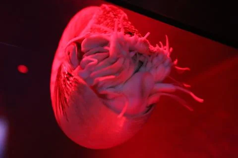 Nautilus Stock Photos