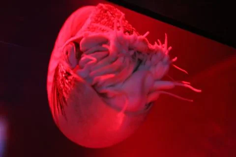 Nautilus Stock Photos