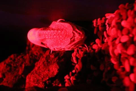 Nautilus Stock Photos