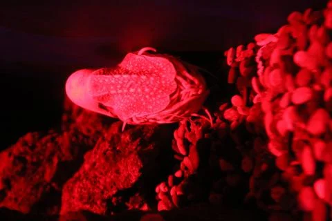 Nautilus Stock Photos