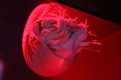 Nautilus Stock Photos