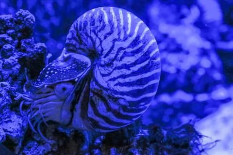 Nautilus Pompilius clam Stock Photos