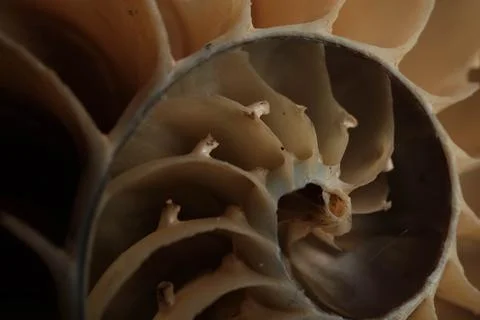 Nautilus Pompilius Cross Section Interior Chambers Spiral Macro Close Stock Photos