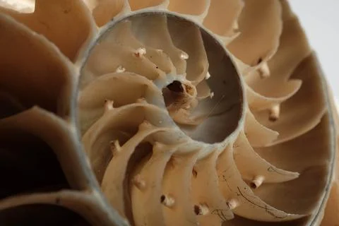 Nautilus Pompilius Cross Section Interior Chambers Spiral Macro Close Stock Photos
