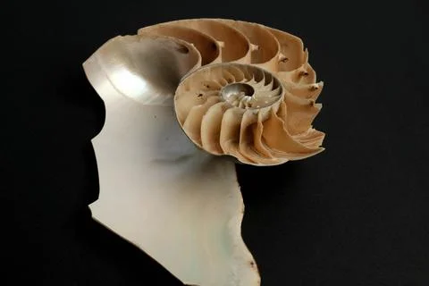 Nautilus Pompilius Shell Cross Section Chambers Septa Macro Dark Backgr Stock Photos