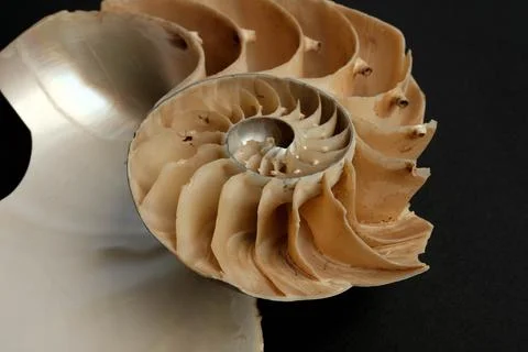 Nautilus Pompilius Shell Cross Section Chambers Septa Macro Dark Backgr Stock Photos