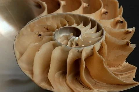 Nautilus Pompilius Shell Cross Section Chambers Septa Macro Dark Backgr Stock Photos