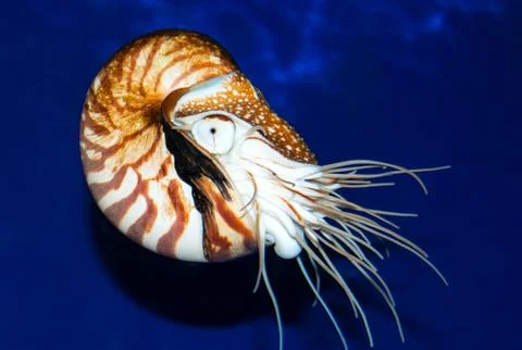 Nautilus sea shell Photos
