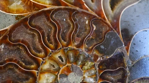 Nautilus shell, Ammonite fossil shell section rotation backdrop Stock-Footage 321431318