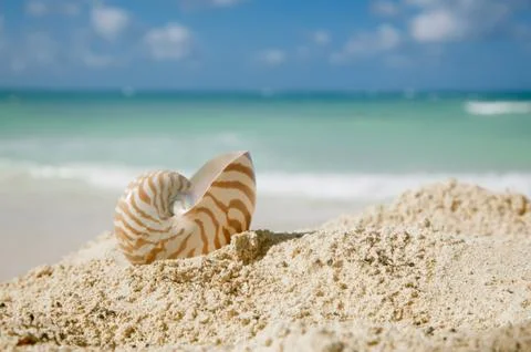 Nautilus shell on beach  and blue tropical sea Stock Photos