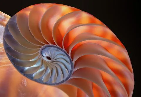 Nautilus Shell Brightly Backlit Fotos Stock