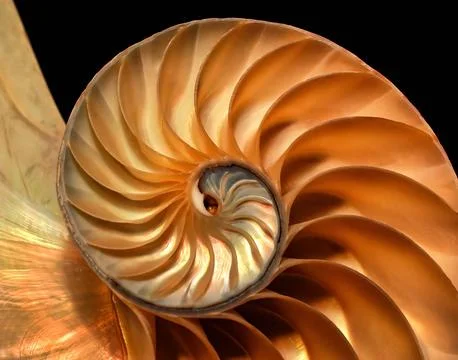 Nautilus Shell Brightly Lit Fotos de archivo