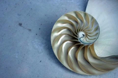 Nautilus shell with copy space concrete stone rock background fibonacci Stock Photos