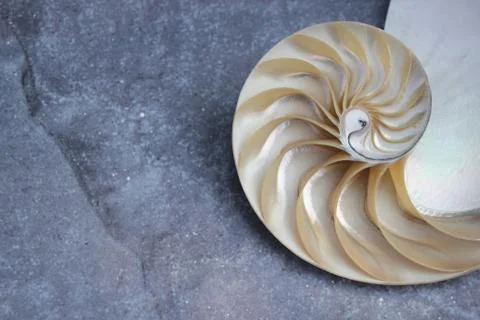Nautilus shell with copy space concrete stone rock background fibonacci Stock Photos