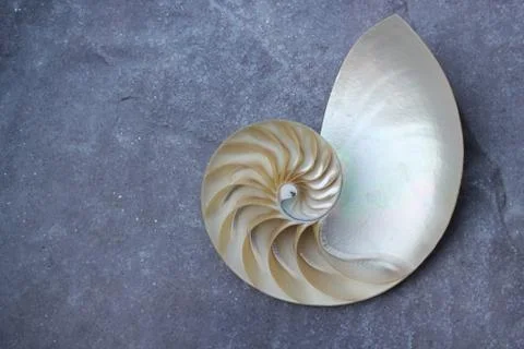 Nautilus shell with copy space concrete stone rock background fibonacci Foto stock