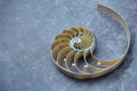 Nautilus shell with copy space concrete stone rock background fibonacci Foto stock