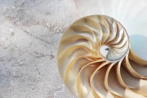 Nautilus shell with copy space concrete stone rock background fibonacci Foto stock