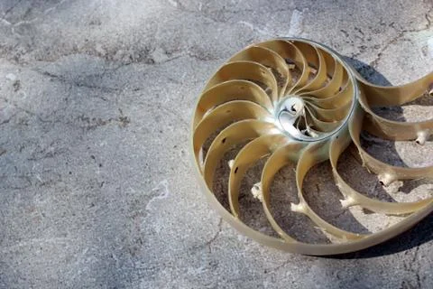 Nautilus shell with copy space concrete stone rock background fibonacci Foto stock