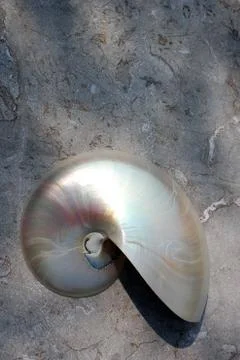 Nautilus shell with copy space concrete stone rock background fibonacci Foto stock