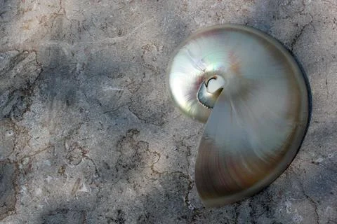 Nautilus shell with copy space concrete stone rock background fibonacci Stock Photos