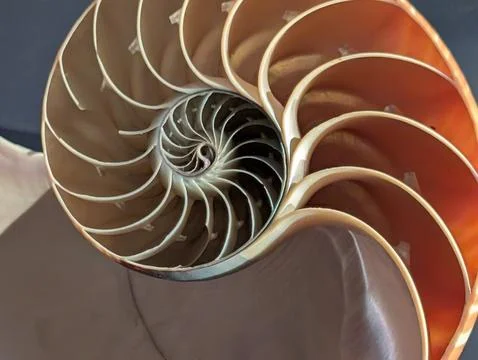 Nautilus Shell Cross-Section Logarithmic Spiral Detail Stock Photos