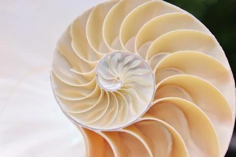 Nautilus shell cross section spiral symmetry Fibonacci sequence half Stock Photos